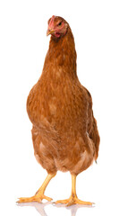 Fototapeta premium one brown chicken isolated on white background, studio shoot
