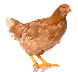 one brown chicken isolated on white background, studio shoot