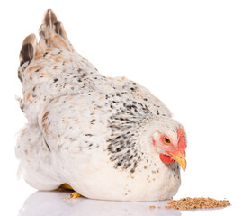 one white chicken pecking grains, isolated on white background, studio shoot