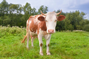 Fototapeta na wymiar Red spotted cow grazing on the field with green grass. Farm animals. Cow on farm
