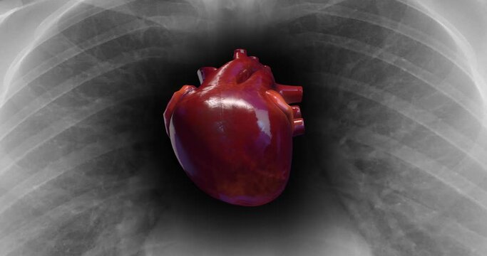 Healthy Human Heart Is Beating. X-Ray Skeleton On Background. Science And Health Related 3D Animation.