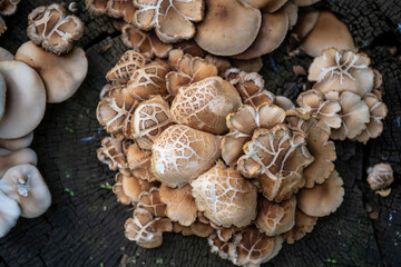 Mushrooms grow from the root of the cut down tree in a forest