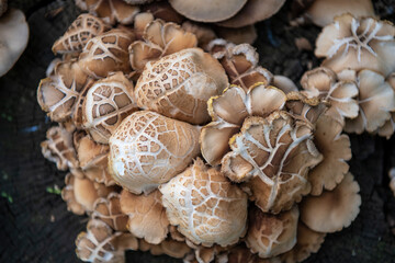 Mushrooms grow from the root of the cut down tree in a forest