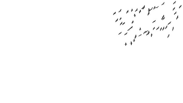 Birds silhouette flying in super slow motion over white sky