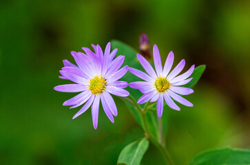 上高地の高山植物、薄紫色のノコンギク。Aster microcephalus var. ovatus。野紺菊。キク科。野生ノコンギク。