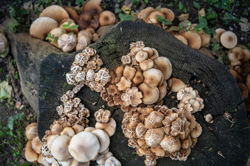 Mushrooms grow from the root of the cut down tree in a forest