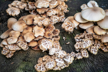 Mushrooms grow from the root of the cut down tree in a forest