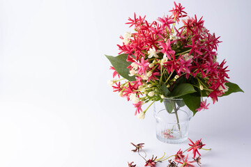 White pink bouquet on white background. Copy space.