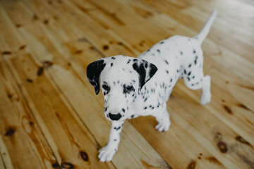 Puppy of dalmatian dog walks on the wooden floor.