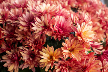 Pastel colored orange Chrysanthemum flowers in the cold autumn garden 