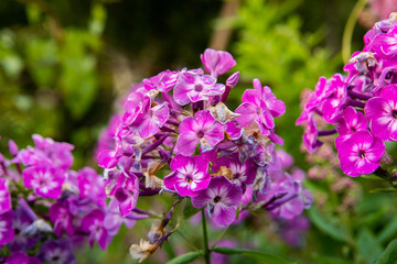 Floks, płomyk wiechowaty, Phlox