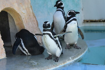 遊亀公園付属動物園