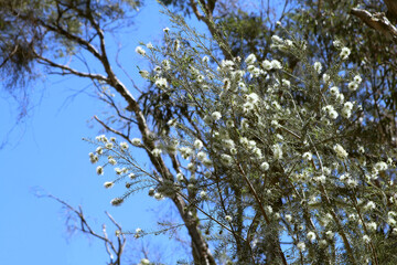 Swamp paperbark (Melaleuca rhaphiophylla) white flowering endemic small tree of Western Australia