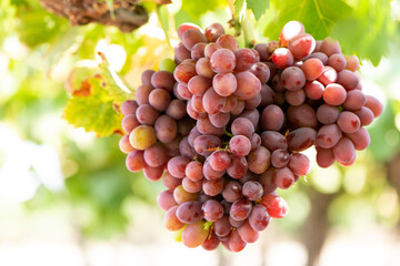 Grapes at Colchagua valley in Chile