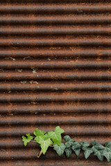 Old and weathered metal shutter, close up of a rusty and empty jalousie, rolled up with a branches with green leaves,  perfect for a background with text or a gift card
