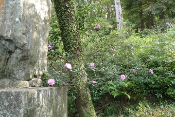 Wild Camelia Japan