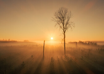 Trees and fog against golden sunrise with light rays