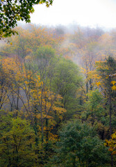 Mystical Autumn Forest with Fog