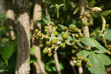 a bunch of green blackberries growing in the garden. 