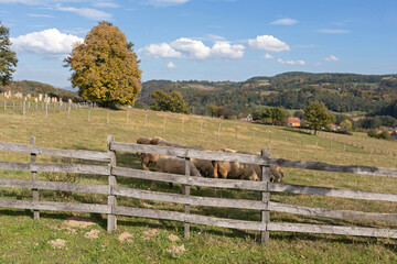 Sheep Behind Fence