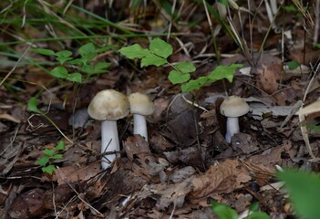 雑木林で見つけた茸