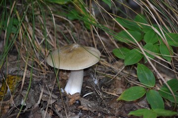 雑木林で見つけた茸