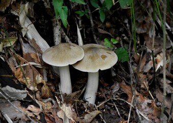 雑木林で見つけた茸