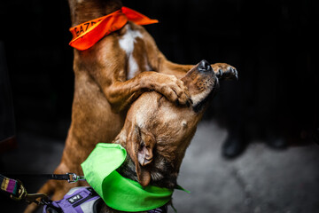 Two dogs playing for food 