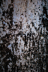 Beautiful Abstract Black Spotted Rough Stone Cement Wall Background Image In Warm And Cold Mood With Fine Texture. Pantone of The Year Color Concept Background Banner With Space for Text.