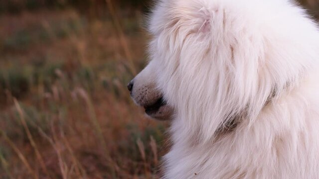 A beautiful white Samoyed dog lies on the green grass. Dog at sunset. Samoyed close-up.