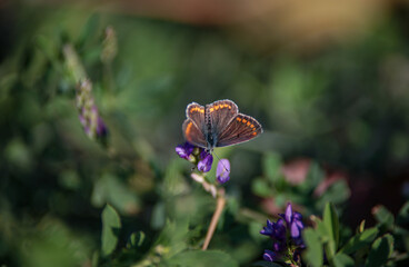 buterfly on flower