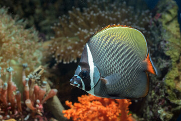Fototapeta na wymiar Red-tailed butterflyfish (Chaetodon collare) floating in the water, marine life in a shallow coral reef 