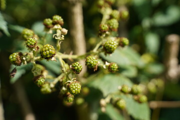 a bunch of green blackberries growing in the garden. 