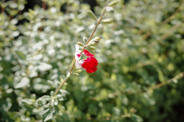 초록 잎들 앞에 피어있는 빨간 체리세이지 꽃