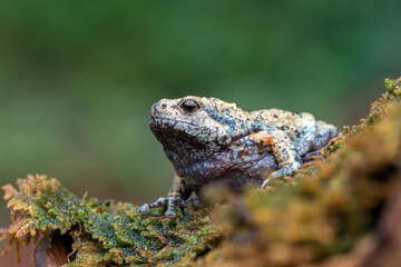 The smooth-fingered narrow-mouthed frog ( kaloula baleata ) in the moss