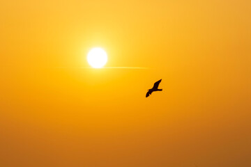silhouette of a seagull flying in a sunset with orange sky