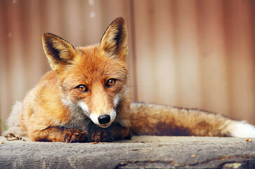 Red fox portrait