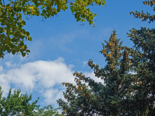 A Blue Spruce Covered with Ripe Cones Flaunts Against the Background of an Azure Sky and Snow-White...