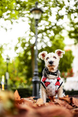 Cute white dog in Autumn background 