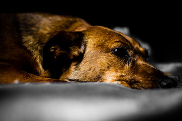 Sleepy Brown Dog resting it's head down