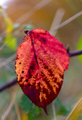 Brombeerblatt Rubus rot Herbst Makro Details Nahaufnahme Jahreszeit Verfall Gegenlicht Transparenz...