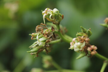 Ants suck nectar from flowers.