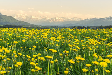 Yellow flowers meadow and beautiful view to snow covered mountains. Evening sunset light and alpenglow. Kempten, Bavaria, Alps, Allgau, Germany.