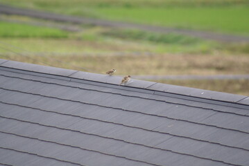 屋根の上に止まる2羽の雀