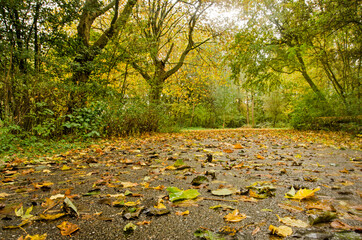 Fallen leaves on a wet asphalt road on a rainy day in autumn in Balijbos forest near Zoetermeer, the Netherlands