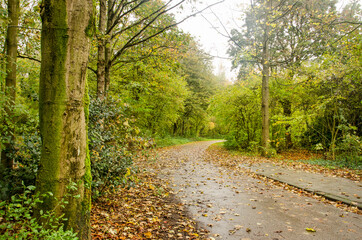 A rainy day  in Balijbos forest near Zoetermeer, the Netherlands with a wet and leaf-covered...