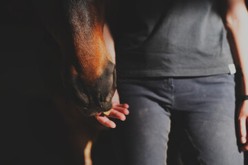 horse feeding