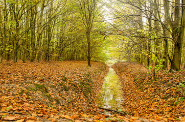Obraz premium Tranquil autumn scene with a ditch in a beech forest near Zoetermeer, The Netherlands on a rainy day