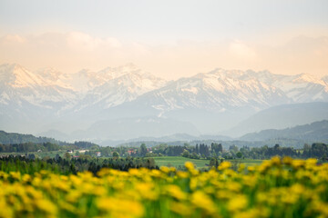 Fototapeta na wymiar Yellow flowers meadow and beautiful view to snow covered mountains. Evening sunset light and alpenglow. Kempten, Bavaria, Alps, Allgau, Germany.