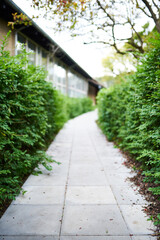 Hedge pathway to a building